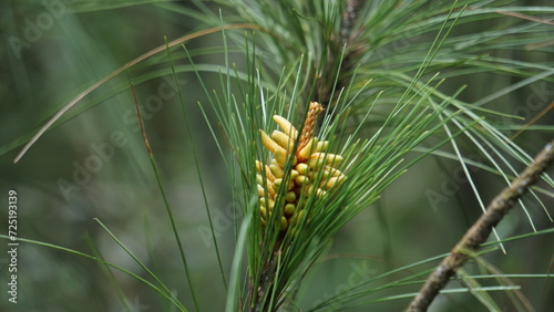 Pine flower on the tree with a natural background photo