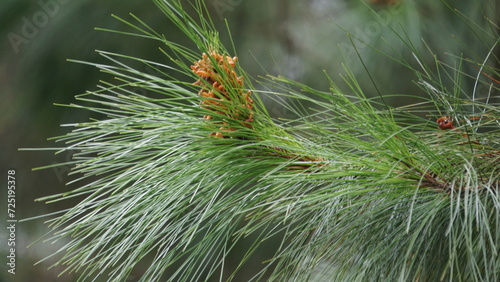 Pine flower on the tree with a natural background photo