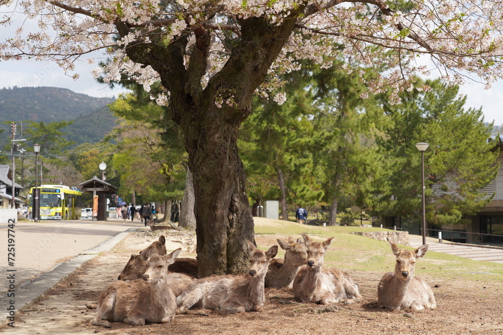 Fototapeta premium 奈良公園の鹿