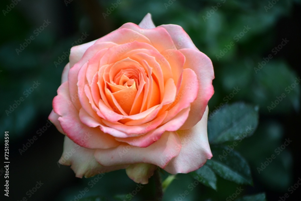 Flores,flores,un gran regalo para nuestros sentidos. Flores,flores,un gran regalo para nuestros sentidos.