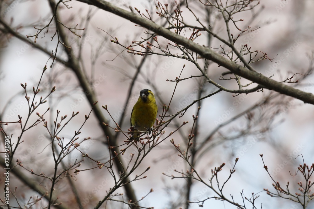 Naklejka premium マヒワ