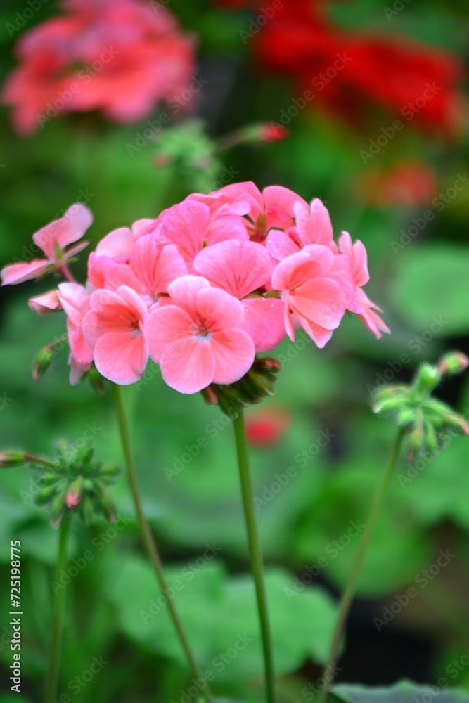 Flores,flores,un gran regalo para nuestros sentidos.