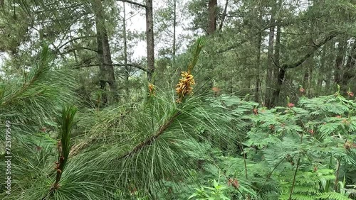 Pine flower on the tree with a natural background photo