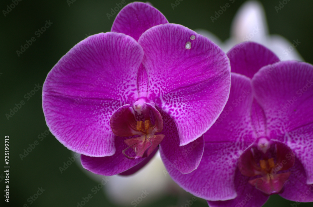 Flores,flores,un gran regalo para nuestros sentidos. Flores,flores,un gran regalo para nuestros sentidos.