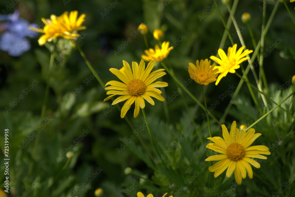 Flores,flores,un gran regalo para nuestros sentidos. Flores,flores,un gran regalo para nuestros sentidos.
