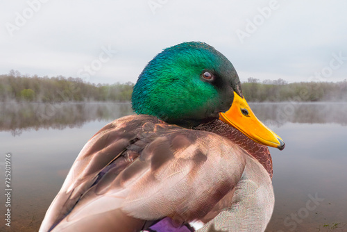 A male duck at the lake in the early spring photo