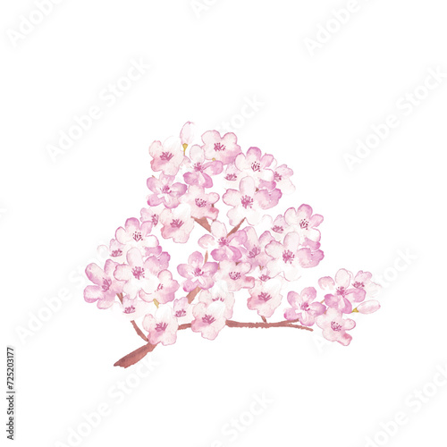 ◇チェリーブロッサム◇手描きイラスト ◇チェリーブロッサム◇手描きイラスト チェリーブロッサム」の