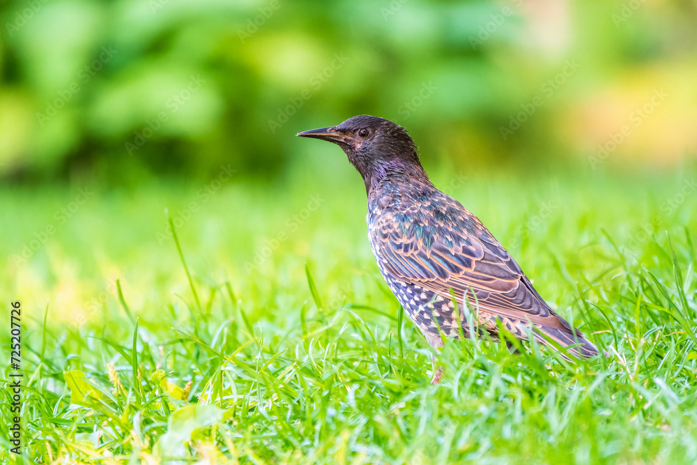The common starling or European starling, Sturnus vulgaris, on a sprng lawn. The common starling or European starling, Sturnus vulgaris, on a sprng lawn.