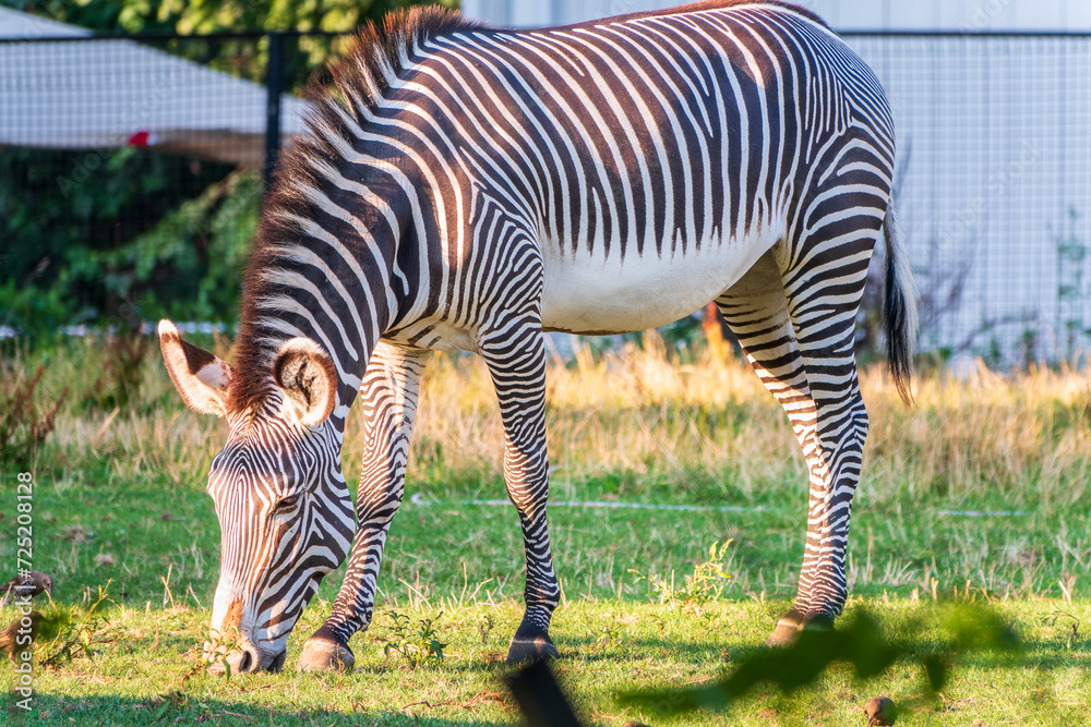 Grevy's zebra, lat Equus grevyi, also known as the imperial zebra eats green grass. Grevy's zebra, lat Equus grevyi, also known as the imperial zebra eats green grass.