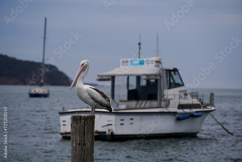 pelicans on the pier