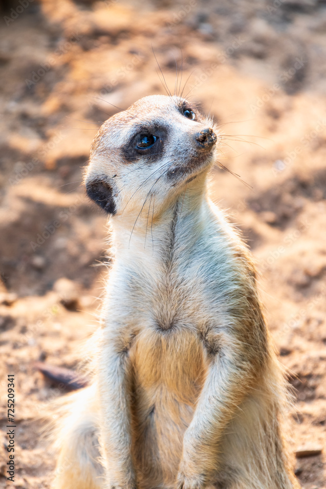 Fototapeta premium Meerkat suricatta family wildlife picture.