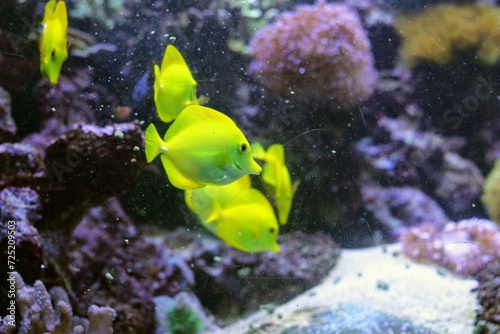 Yellow Fish in Aquarium Tank