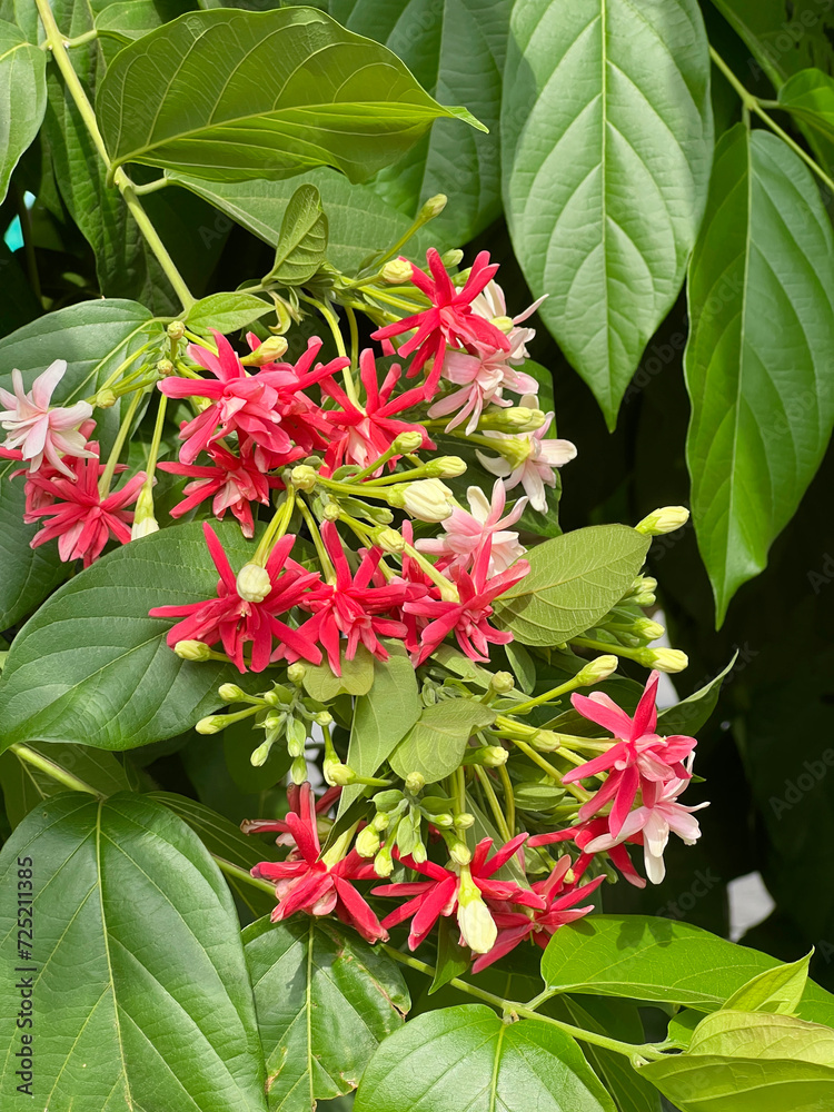 Combretum indicum flower in nature garden Combretum indicum flower in nature garden