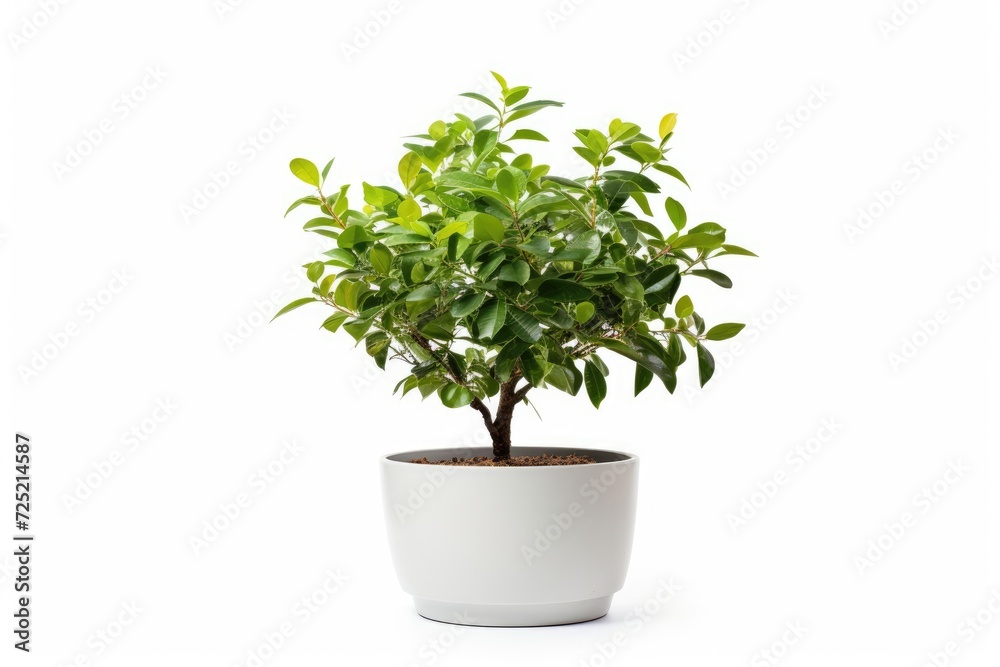 Trees in pots inside the house white background image Trees in pots inside the house white background image