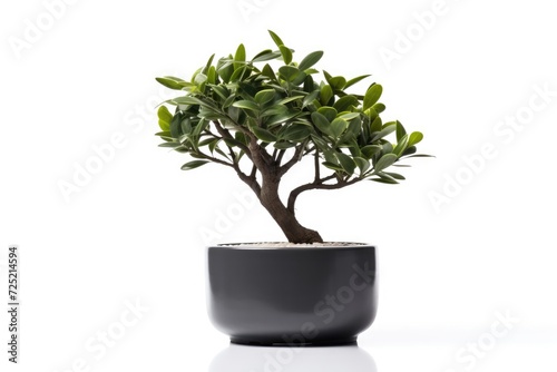 Trees in pots inside the house white background image