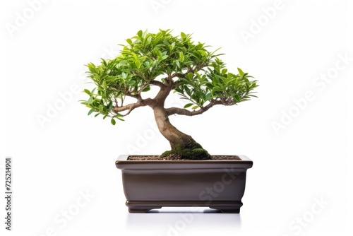 Trees in pots inside the house white background image
