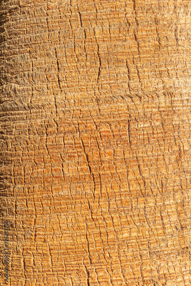 Fototapeta premium Palm tree bark tropical texture. Cracked wood texture background. Closeup palm bark