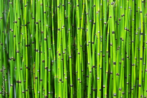 horsetail bamboo plant texture photo