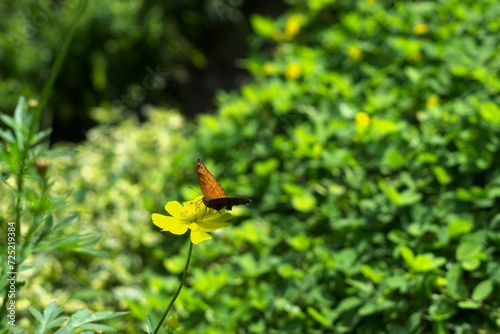 butterfly on a yellow flower © Irfan_setiawan