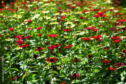 Zinnia peruviana flowers in the garden