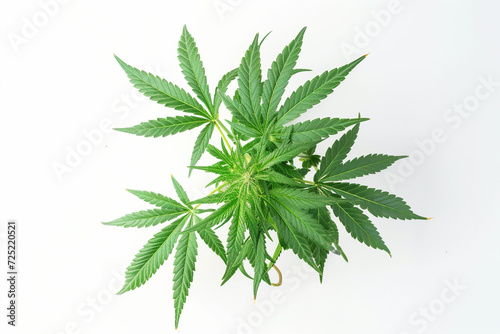 Hemp Marijuana plant isolated on white background. Medicinal Weed