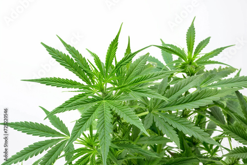 Hemp Marijuana plant isolated on white background. Medicinal Weed