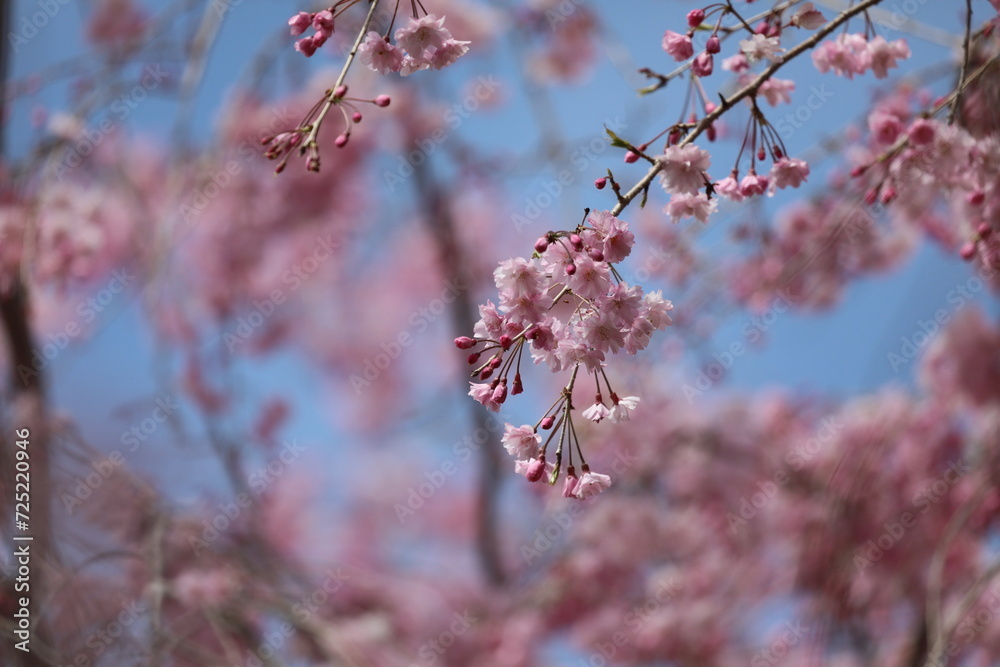 枝垂れ桜
