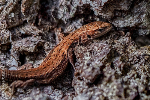 The viviparous lizard Zootoca vivipara is a species of lizard from the lizard family Lacertidae. It is the only representative of the genus Zootoca 