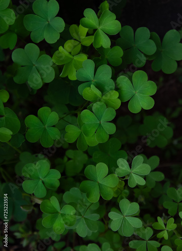 Dark green clover leaves. Vertical