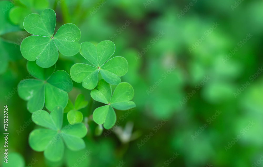 Green leaf clovers on the defocused green background. Banner
Green leaf clovers on the defocused green background. Banner
