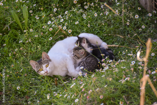 Niche's kittens and girlfriend photo