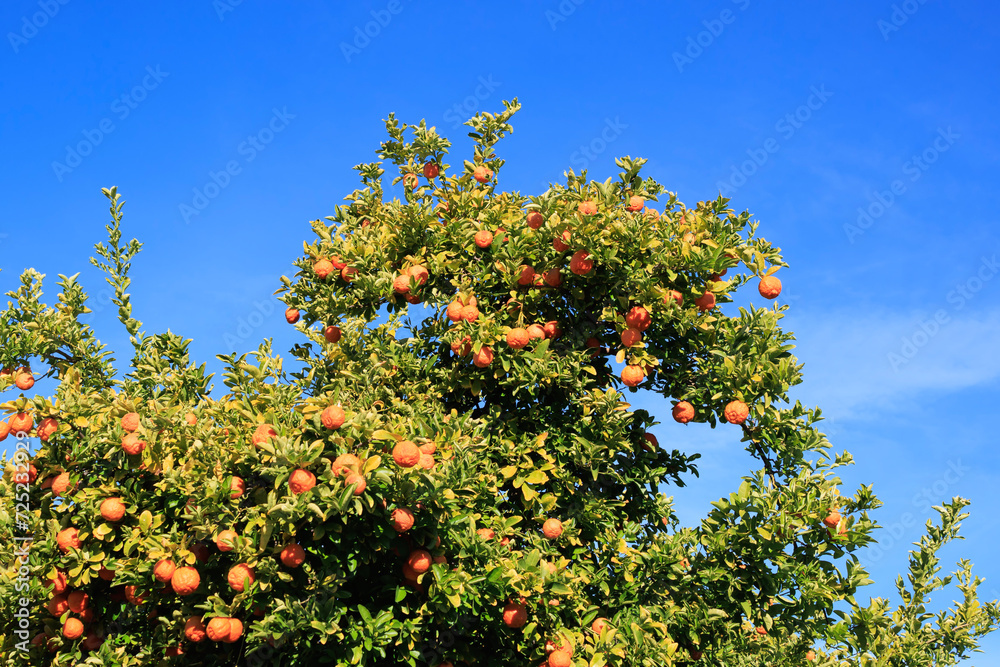 Ripe oranges hanging in a dense crown of citrus trees during Arizona warm winter Ripe oranges hanging in a dense crown of citrus trees during Arizona warm winter