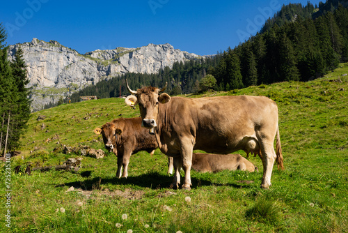 Cow on a summer pasture. Herd of cows grazing in Alps. Holstein cows, Jersey, Angus, Hereford, Charolais, Limousin, Simmental, Guernsey, Ayrshire, Brahman Cattle breeds. Cow in a field. Dairy cow. © Volodymyr