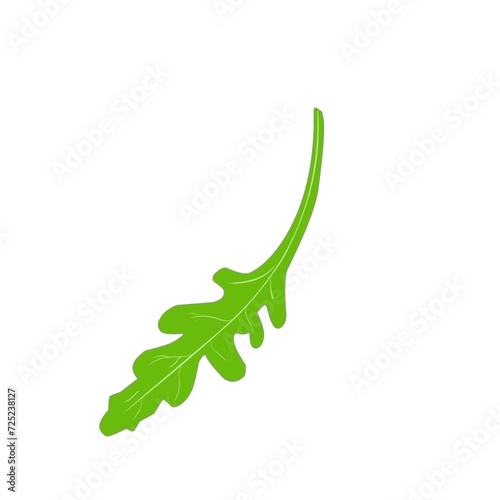 Fresh Arugula Leaves 