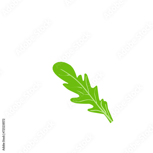 Fresh Arugula Leaves 
