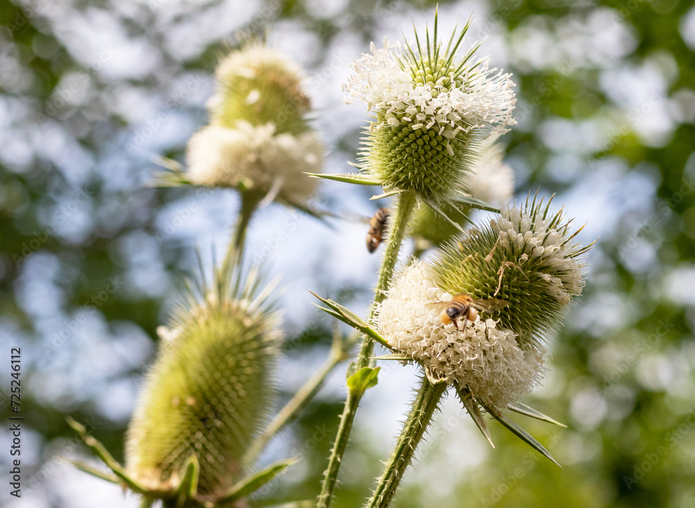 Wild bees collect nectar during the flowering period of plants in nature. Wild bees collect nectar during the flowering period of plants in nature.