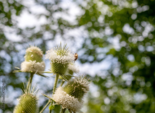 Wild bees collect nectar during the flowering period of plants in nature.