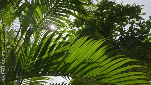 Green palm leaves sway in the wind. Midday sun breaks through the palm leaves. Slow motion, 4K