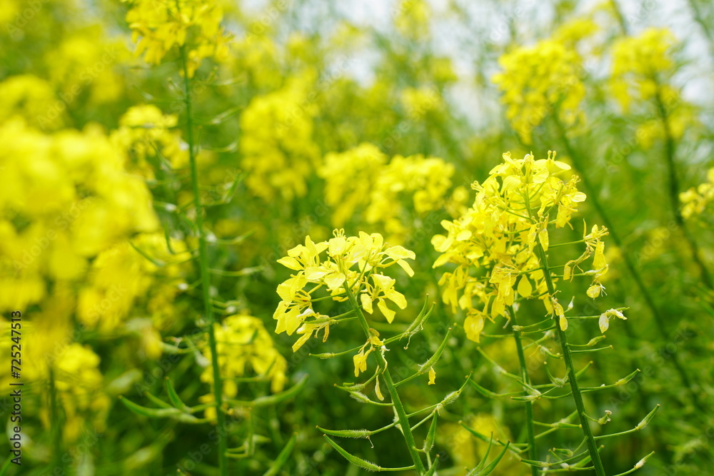 菜の花 菜の花