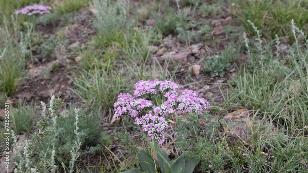 wild flowers in the fields of Siberia wild flowers in the fields of Siberia