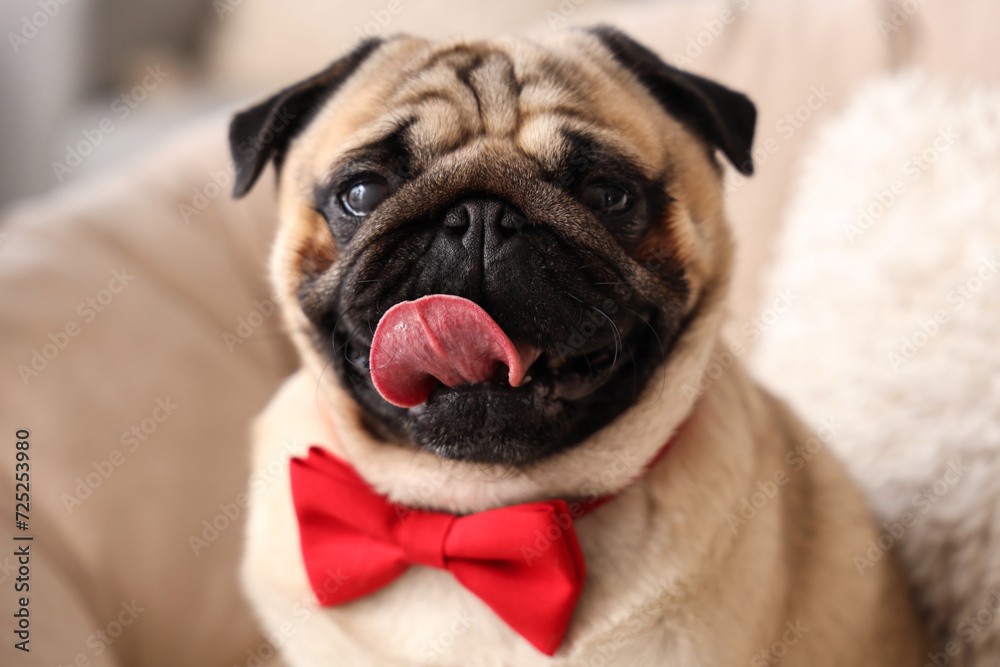 Cute pug dog with bow tie at home. International Women's Day celebration