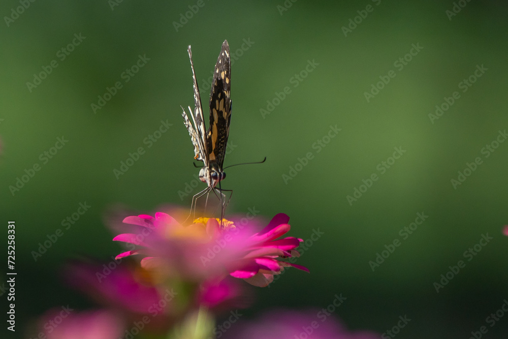 Lime butterfly papilio demoleus feeding on zinnia flower nectar in flower garden, natural bokeh background Lime butterfly papilio demoleus feeding on zinnia flower nectar in flower garden, natural bokeh background