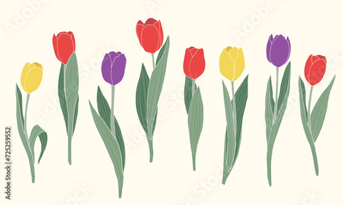 Spring flowers vector illustration. Tulips flowers for Valentine's Day, Birthday, Mother's Day.