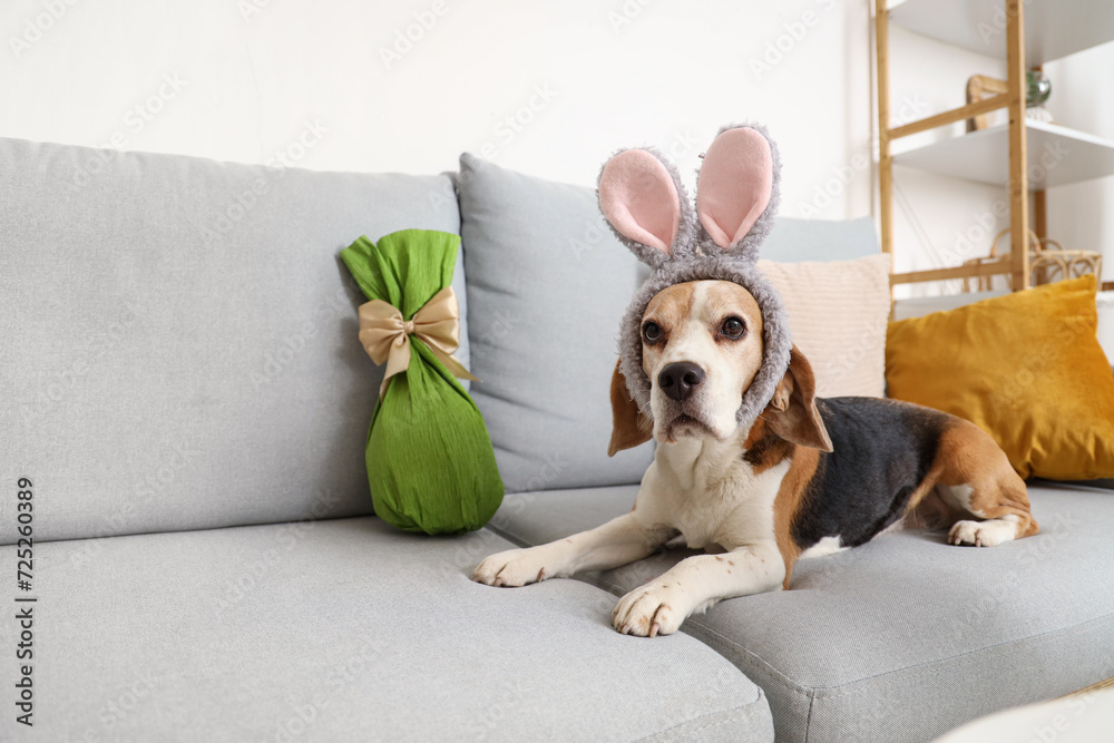 Cute Beagle dog in bunny ears with Easter gift egg lying on sofa at home Cute Beagle dog in bunny ears with Easter gift egg lying on sofa at home
