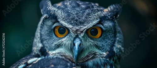 Tranquil, powerful owl with heavy eyes in a drowsy portrait. © 2rogan