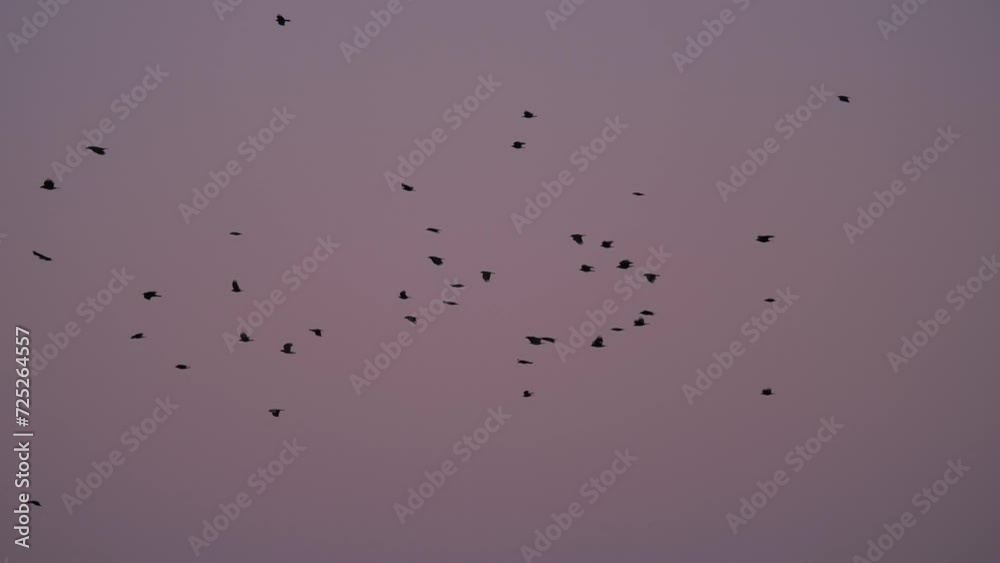 Migrating Fock of Birds with Against Dusk Cloudless Sky - Slow Motion Migrating Fock of Birds with Against Dusk Cloudless Sky - Slow Motion