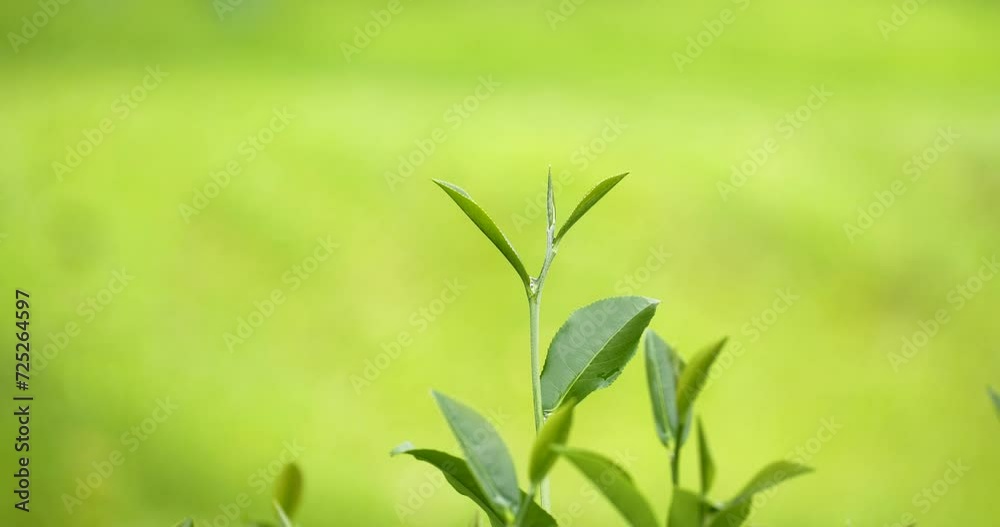 Green tea tree leaves field young tender bud herbal Green tea tree in camellia sinensis organic farm. Close up Fresh Tree tea plantations mountain green nature in herbal farm plant background morning Green tea tree leaves field young tender bud herbal Green tea tree in camellia sinensis organic farm. Close up Fresh Tree tea plantations mountain green nature in herbal farm plant background morning