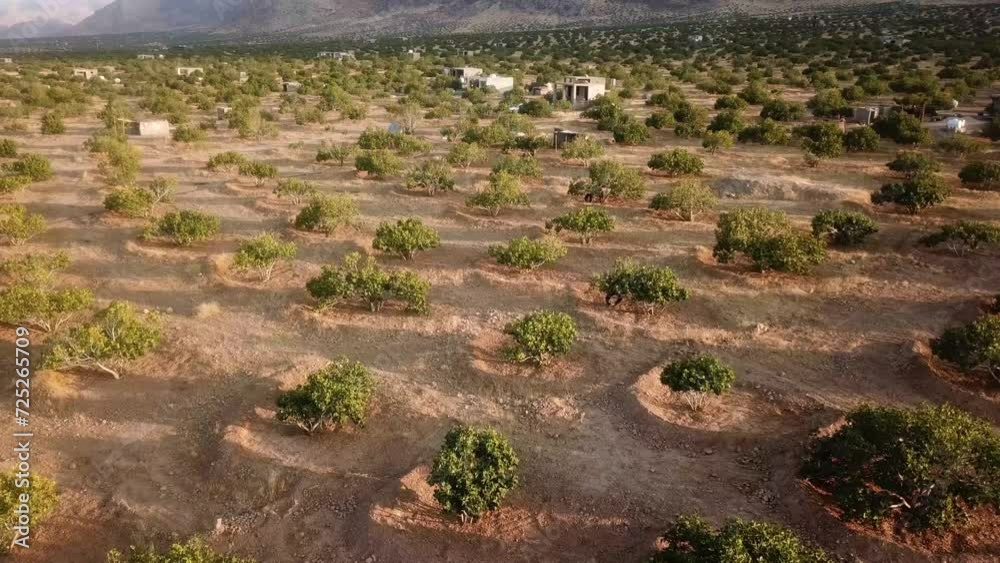 drone shot at sunset golden time in fig tree garden rainfed traditional agriculture local people farmer working in land farm field in Iran desert climate mountain landscape side salt lake bakhtegan drone shot at sunset golden time in fig tree garden rainfed traditional agriculture local people farmer working in land farm field in Iran desert climate mountain landscape side salt lake bakhtegan