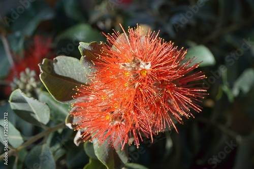 Metrosideros excelsa shrub flowers  in Athens  Greece