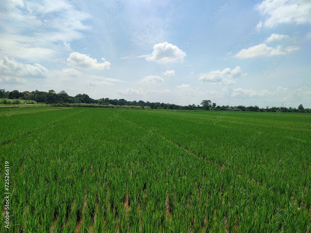 Indonesia field of wheat